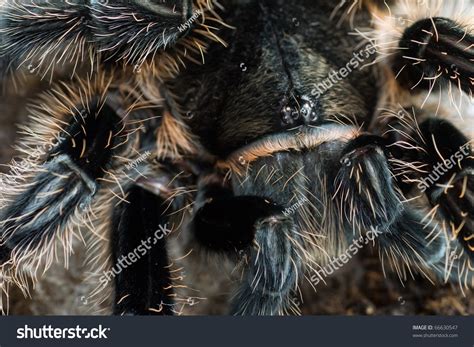 Brachypelma Albopilosum Bird Eating Spider With The Habitat In Costa ...