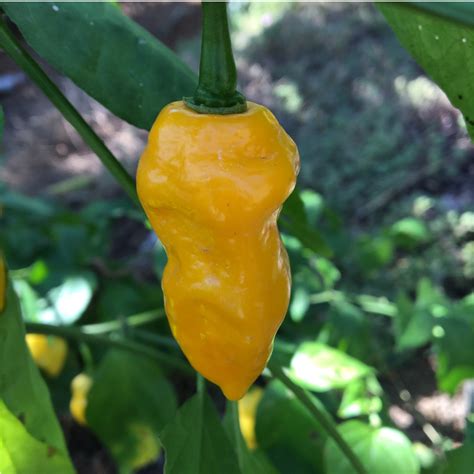 Yellow Naga Viper Pepper Seeds | Tyler Farms