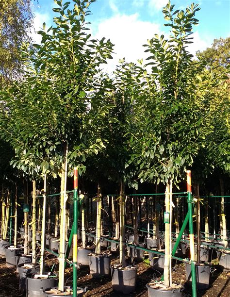 above fence screening trees australia - Kandis Varney