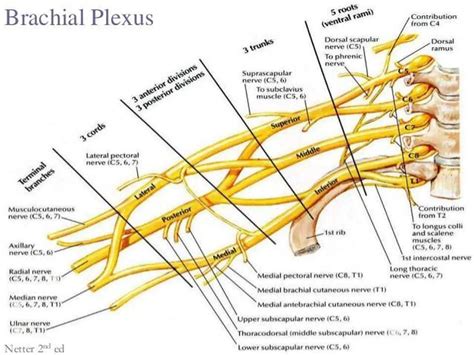 Pictures Of Brachial Plexus