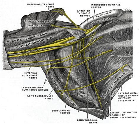 Lower subscapular nerve - wikidoc