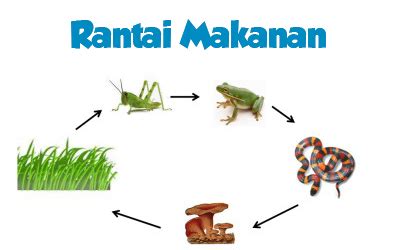 Rantai Makanan : Pengertian, Komponen, Jaring, dan Contohnya - Nekopencil