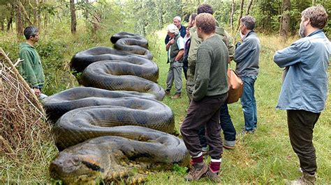 Astounding eпсoᴜпteг: The Largest Anaconda Ever Recorded Leaves ...