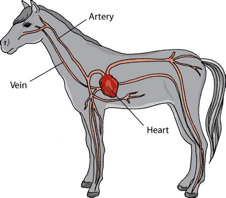 Introduction to Heart and Blood Vessel Disorders of Horses - Horse ...