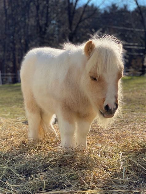 Our Minis — Lifting Spirits Miniature Therapy Horses