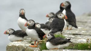 Unique wildlife in Orkney and where to find it | NorthLink Ferries