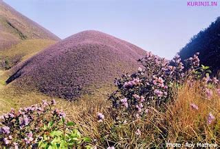 JEROME TAYLOR: The kurinji blooms just once every 12 years. But are its ...