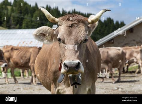 Brown swiss herd hi-res stock photography and images - Alamy