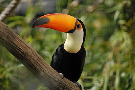 Facts about Toucans – What do Toucans Eat