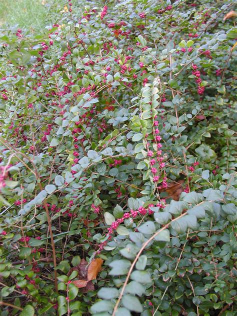 Symphoricarpos orbiculatus – Rachels Native Plants