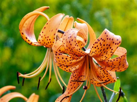 My Nature Photography: Orange Tiger Lily