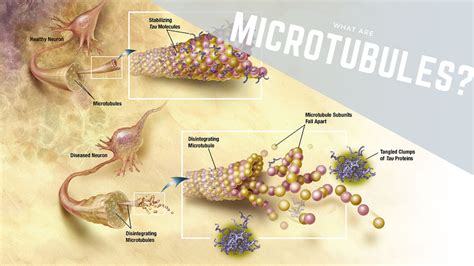 The Function Of Microtubules: Plant And Animal Cells - Science Trends