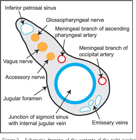 Figure 2 from The relationship between jugular foramen asymmetry and ...