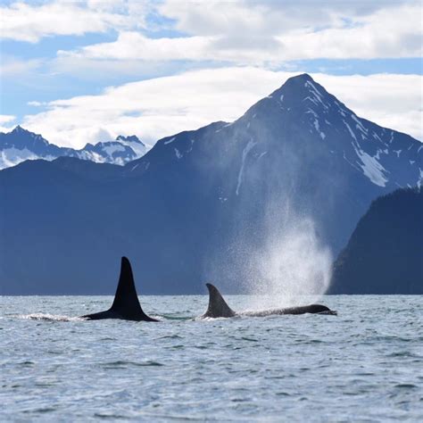 Seward Wildlife Cruises