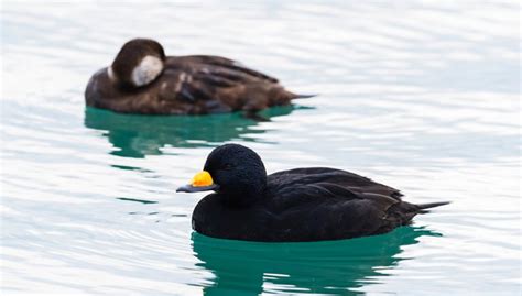 11 Black Duck Breeds You Should Know About