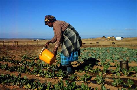 Spinach, Crop Management - Vegetable Farming South Africa