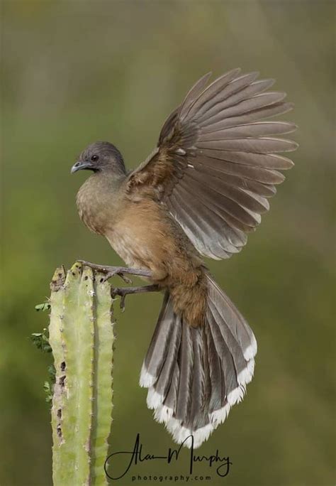 Plain Chachalaca | Focusing on Wildlife