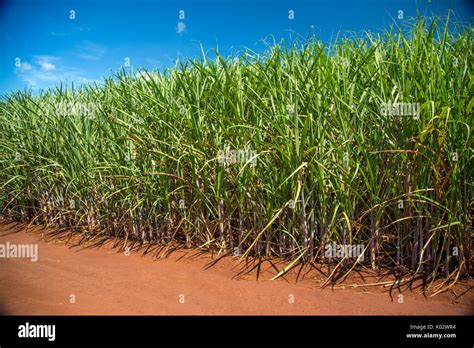 Sugar cane plantation Stock Photo - Alamy