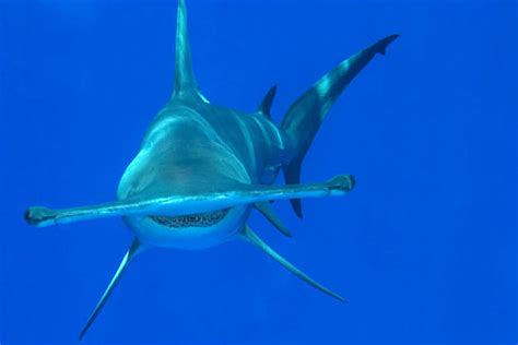 What do hammerhead sharks eat