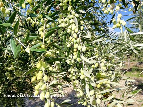 13 Greek Olive Varieties For Oil - Best Greek Olives For Olive Oil