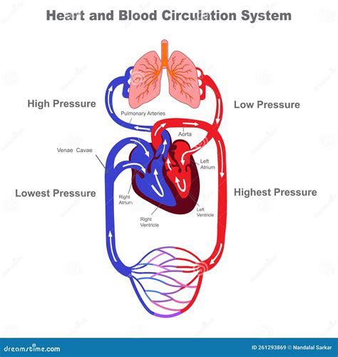 Human Circulatory System And Blood Circulation Vevtor Illustraion ...