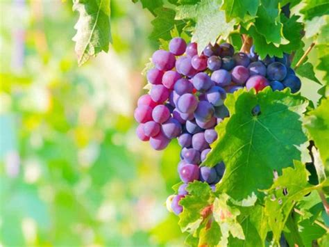 Beneficios de las uvas moradas para la salud