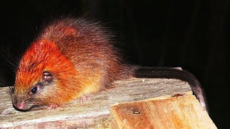 Adorable Ginger Rat Rediscovered after 113 Years | Featured Creature