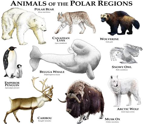 Animals of the Polar Regions Art Print by Wildlife Art by Roger Hall ...