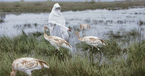 Sandhill crane migration offers best chance to see them in Indiana