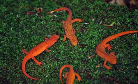 How Do Newts Mate and Reproduce? - Joy of Animals