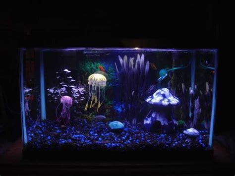 Trending: Jellyfish in the Home Aquarium - RateMyFishTank.com