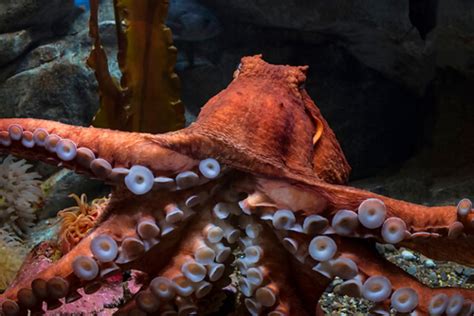 Giant Pacific Octopus - Facts and Beyond | Biology Dictionary