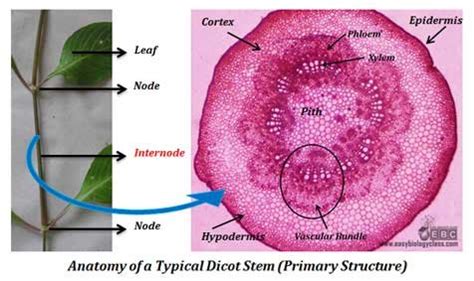 Dicot Stem Under Microscope: Plant Anatomy PPT | easybiologyclass