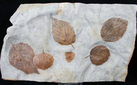 Large Plate of Paleocene Leaf Fossils - Montana (#15828) For Sale ...