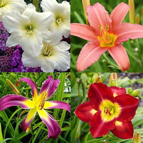 QAUZUY GARDEN 10 Mixed OIF8 Hemerocallis Fulva Seeds Tawny Tiger ...