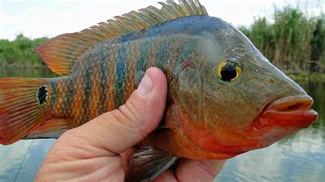 Southern Kayak Kronicles: Exotic panfish are making a comeback in The ...