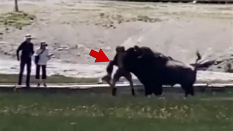 Bison Attacks Man and His Family At Yellowstone National Park