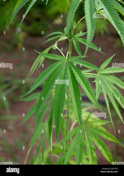 A leaf in a hemp field in Ngao, Thailand. Cannabis and hemp products ...