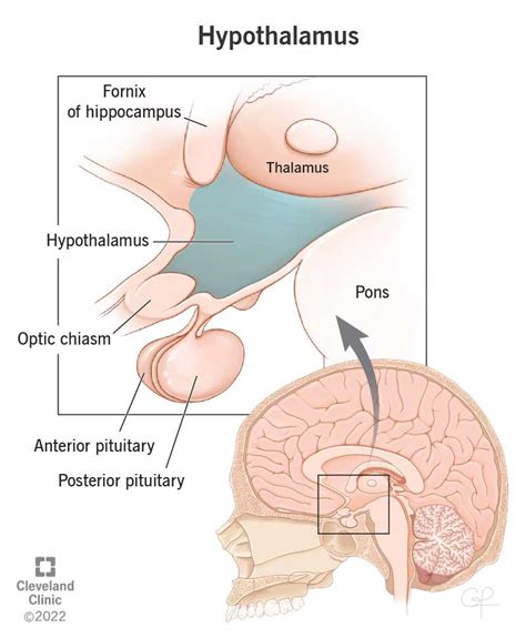 Hypothalamus: What It Is, Function, Conditions & Disorders