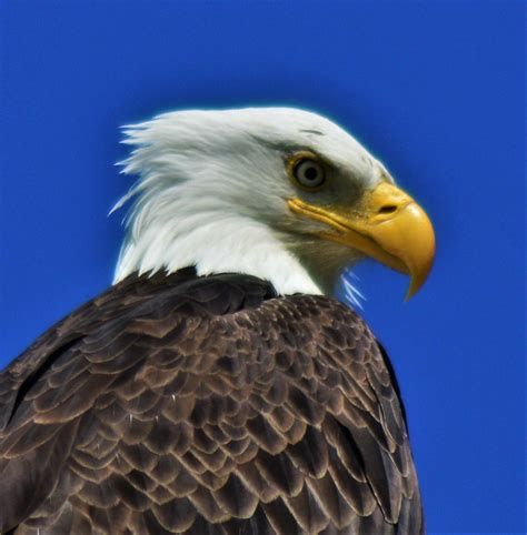 American Bald Eagle | Eagle up close | Bryan Hanson | Flickr