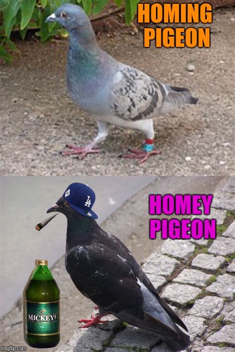 pigeon Memes & GIFs - Imgflip