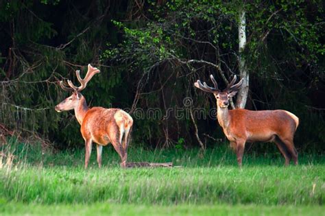 Deer with Antlers in Forest Stock Image - Image of landscape, mammal ...