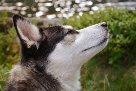 Husky Siberian - Câinele nordic, cel mai apropiat de lup