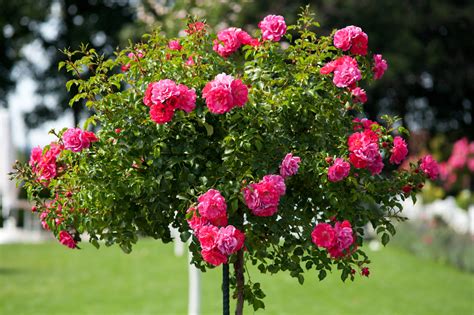 Winter Care for Roses | Jung Seed’s Gardening Blog