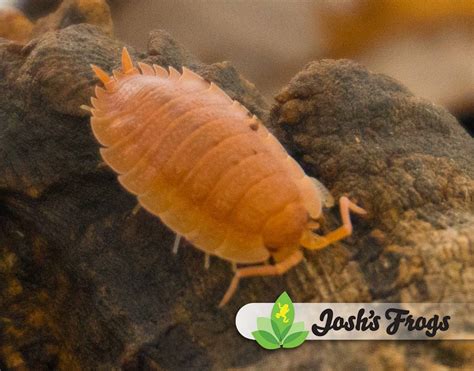 Porcellio scaber 'Giant Orange' Isopods (10 count)