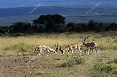 Grant's gazelle ⬇ Stock Photo, Image by © kyslynskyy #58661821