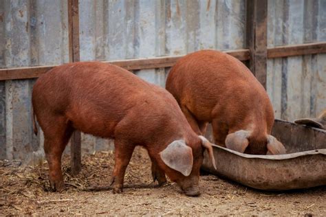 Duroc Pig: Is This Hardy and Fast-Growing Pig Right for You?