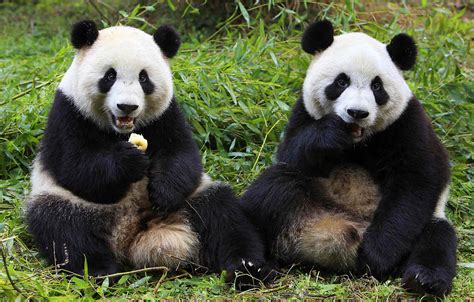 Giant Panda Animal Facts And Pictures | All Wildlife Photographs