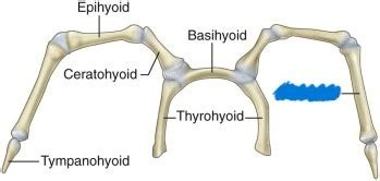 Hyoid Apparatus Flashcards | Quizlet