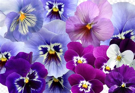 Violets Flowers